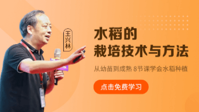 水稻的栽培技术与方法